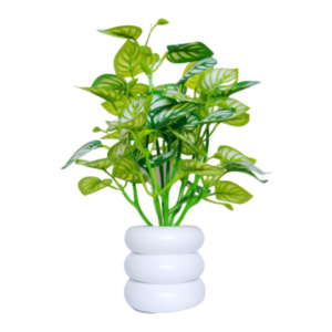 Money Plant
