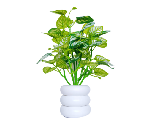 Money Plant