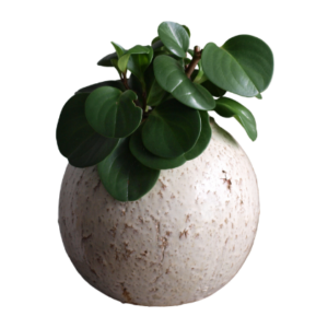 Plant Pot