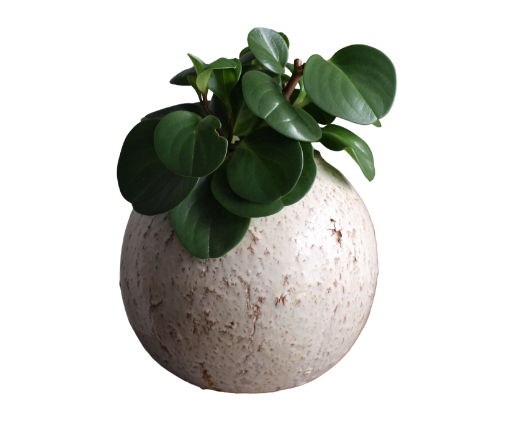 Plant Pot